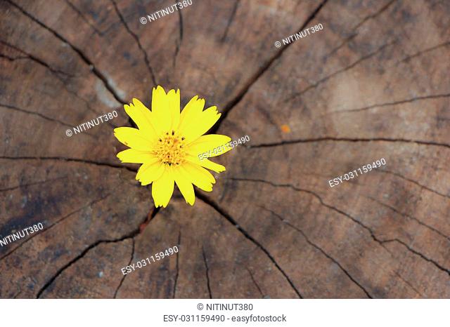 Closeup Singapore daisy flower with wood background