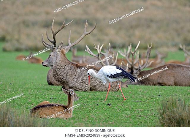 France, Moselle, Animal Park Saint Croix, Rhodes, red deer (Cervus elaphus) and White Stork (Ciconia ciconia) in search of food