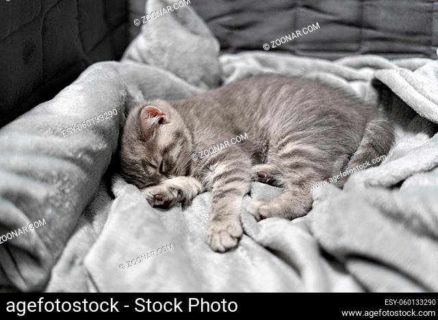 Sleeping cat, perfect dream. Animal child fell asleep. Beautiful little gray tabby kid cat of Scottish Straight breed sleeps sweetly on blanket at home