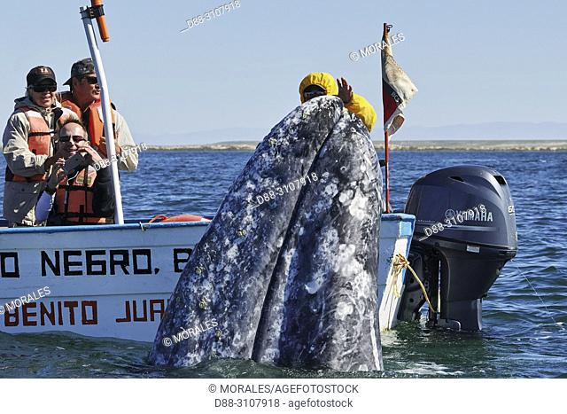Central America, Mexico, Baja California Sur, Guerrero Negro, Ojo de Liebre Lagoon (formerly known as Scammon's Lagoon), Tourist looking at Gray Whale...