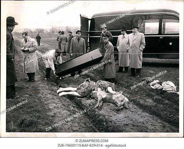 1955 - A tragedy with a dog and a wife: Took place on a field-path of the Frankfort suburb Eckenheim. A nurses found the dead body of a wife completely bitten...