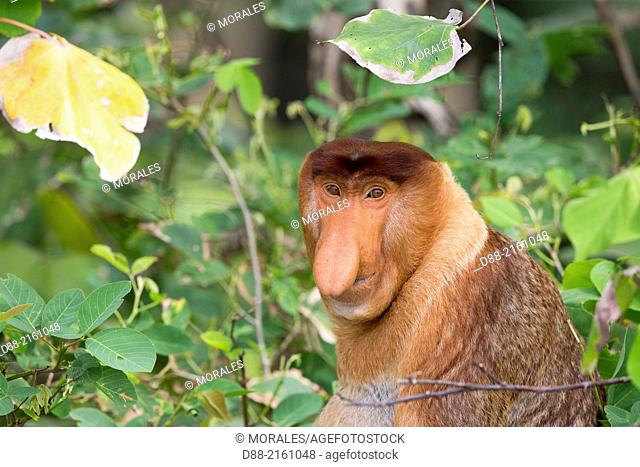 Asia, Borneo, Malaysia, Sarawak, Bako National Park, Proboscis monkey or long-nosed monkey (Nasalis larvatus), adult male