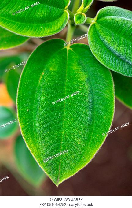 green leaf of Tibouchina grandiflora in garden. It's popular in Florida. Native to Brazil