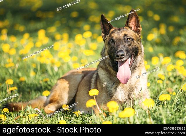 Malinois Dog Sitting Outdoors In Green Spring Meadow. Belgian Shepherd Dog Resting In Green Grass