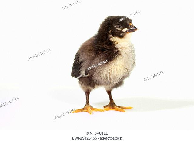 Australorps, Australorps fowl, Australorps chicken (Gallus gallus f. domestica), chick, front view