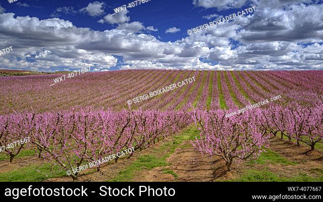 Blooming fruit trees (peach trees) in fields near Aitona village in spring (Lleida, Catalonia, Spain)