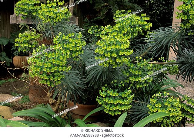 Shrub (Euphorbia characias ssp wulfenii) from Mediterranean region, March CA