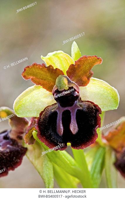 Monte Gargano ophrys (Ophrys garganica, Ophrys passionis ssp. garganica, Ophrys sphegodes ssp. garganica), flower, Italy