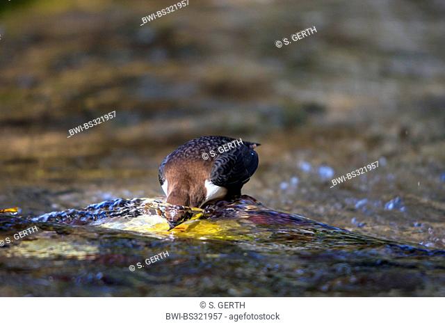 dipper (Cinclus cinclus), on the feed with head under water, Germany, Baden-Wuerttemberg