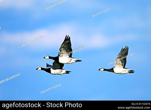 Barnacle Goose (Branta leucopsis). Three adults in flight. North Frisia, Germany
