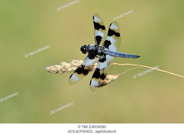 Eight-spotted Skimmer Libellula forensis - Beaver Lake Park, Saanich BC, Canada