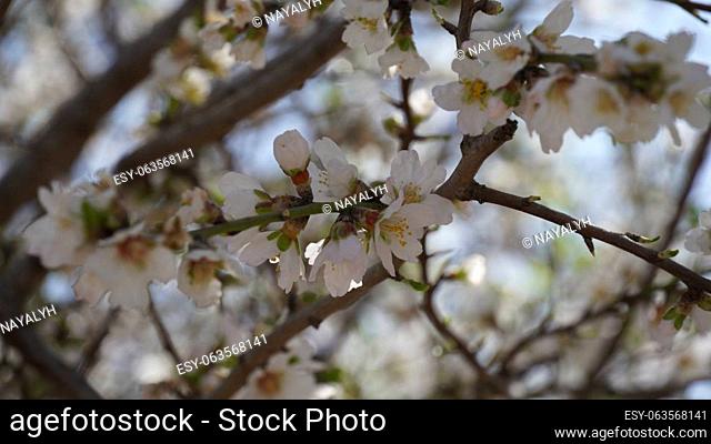 Almond gardens, Almond orchard in bloom. Blossoming trees in Israel