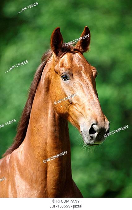 Gelderland horse - portrait