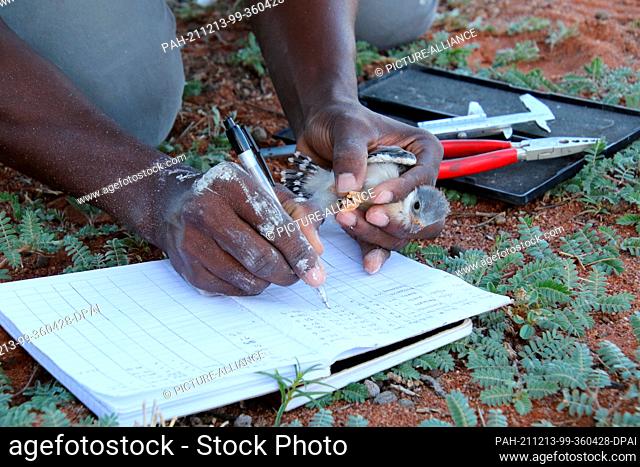 PRODUCTION - 05 December 2021, South Africa, Kalahari: A lesser kestrel chick is measured, weighed and ringed to track how it develops despite extreme...