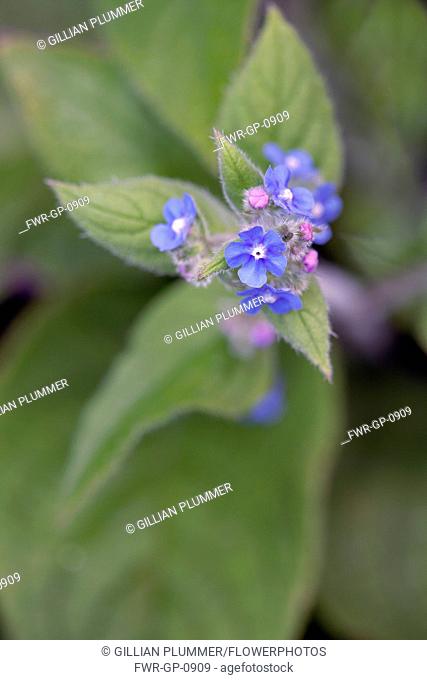 Green Alkanet, Pentaglottis sempervirens, Top view of cluster of blue flowers with white eye atop hairy green leaves