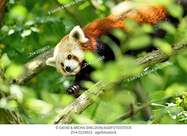 Close-up of Red panda (Ailurus fulgens) in boughs in summer