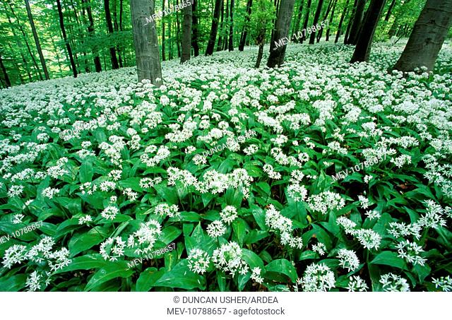 RAMSONS / WILD GARLIC - in beech woodland (Allium ursinum)