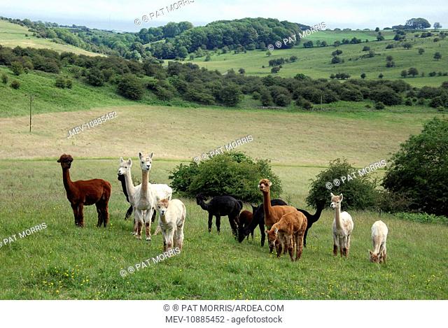 Alpacas on an English farm (Lama pacos). Mendips, Somerset. Originally from Andes of Peru and Bolivia, now widespread in domestication