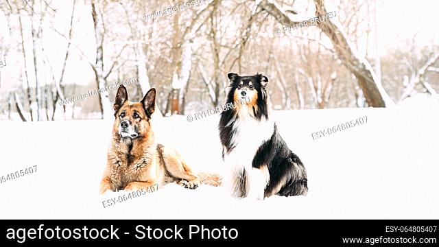 Funny Young Shetland Sheepdog, Sheltie, Collie And German Shepherd Dog Resting In Snowy Winter Forest After Leisure Game. Alsatian Wolf Dog