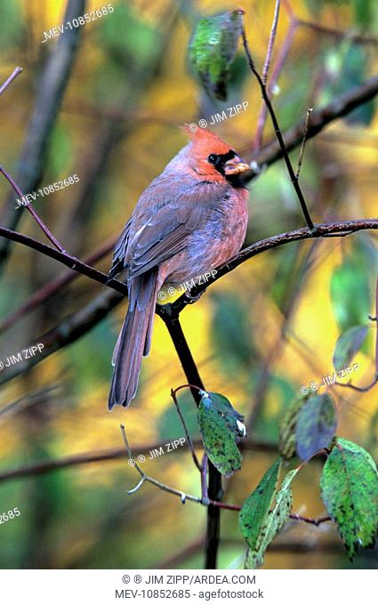 Northern Cardinal - female - 1st year (Cardinalis cardinalis)