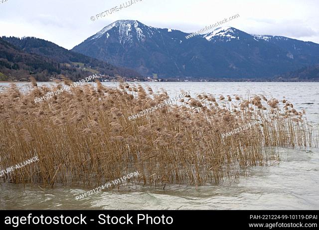 24 December 2022, Bavaria, Gmund Am Tegernsee: Reed can be seen on the shore of Lake Tegernsee. Green landscapes, rain and wind instead of a white Christmas:...