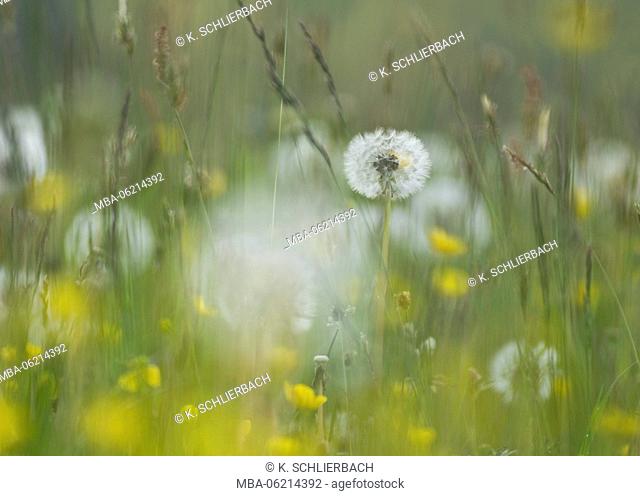 Germany, Hesse, Nature Park Lahn-Dill-Bergland (mountain landscape), dandelion, seed of dandelion / Dandelion (Taraxacum officinale) in flower meadow