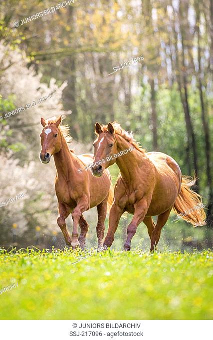 Wuerttemberg Warmblood. Pair of adults on a pasture in spring. Germany