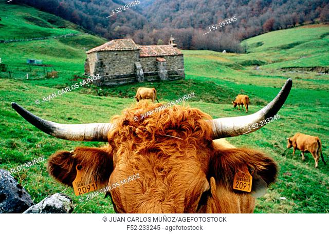 Cows next to the Ventaniella Hermitage. Ponga. Asturias. Spain