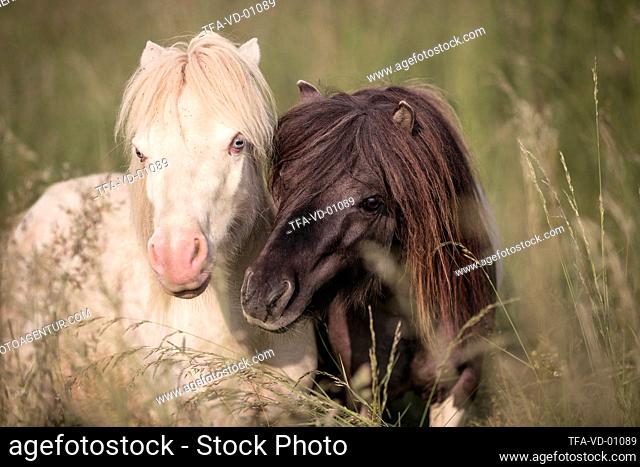 2 Mini Shetland Ponies