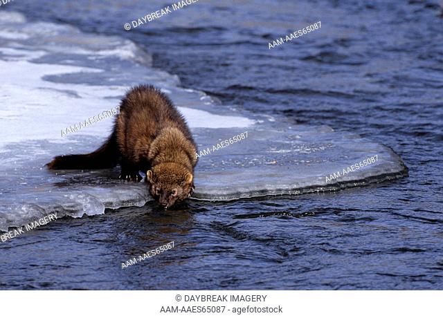 Fisher Drinking from River (Martes pennanti) Montana