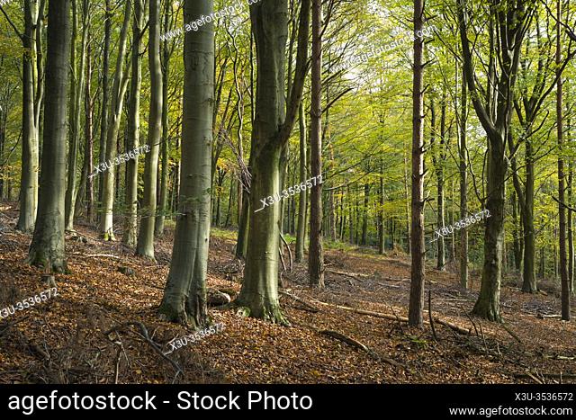 A beech woodland in autumn at Wrington Warren, North Somerset, England