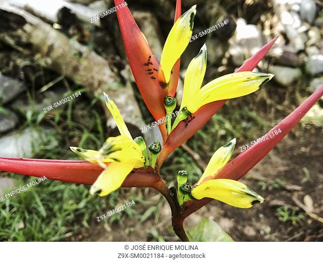 Amazonian flowers, Heliconia floweer.Amazonian, Peru