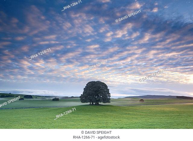 Small copse of trees and countryside at sunrise at Airton near Malham, Malhamdale, Yorkshire Dales, North Yorkshire, Yorkshire, England, United Kingdom, Europe
