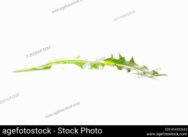 Cichorium intybus - common chicory leaf isolated on the white background. Medicinal herbs. Coffee alternative