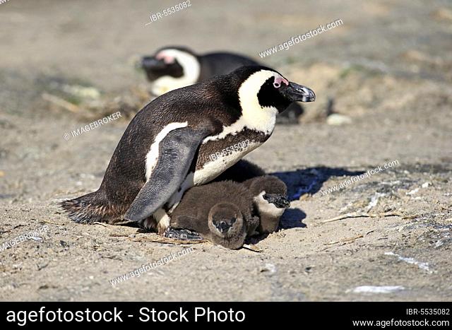 African penguin (Spheniscus demersus) and juveniles, at the nest, Boulders Beach, Simonstown, Western Cape, South Africa, Africa