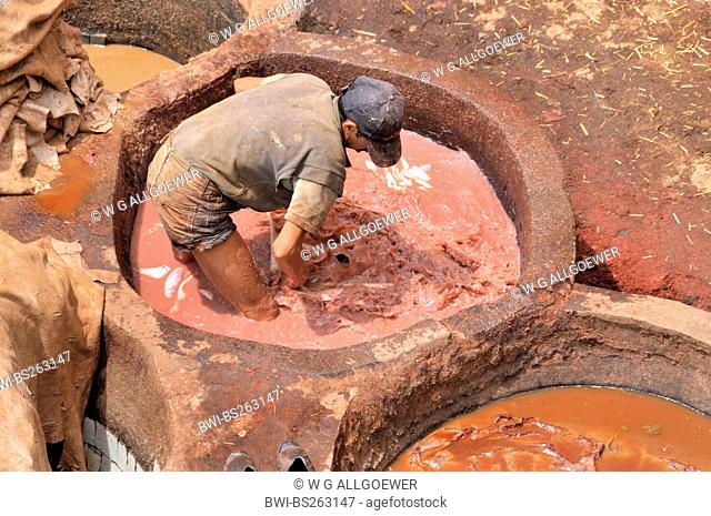 man watering leather in troughs of tanners' and dyers' quarter chouwara, Morocco, Fes