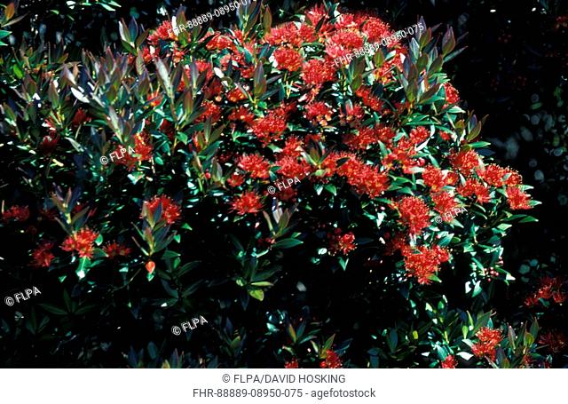 Southern rata Metrosideros umbellata, is a tree endemic to New Zealand