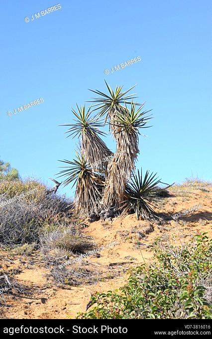 Chaparral yucca or spanish bayonet (Hesperoyucca whipplei) is a perennial plant native to California (USA) and Baja California (Mexico)