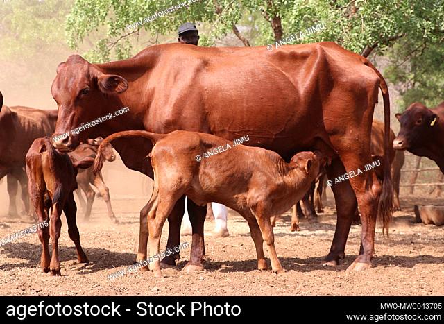 A calf is seen suckling in the field in Bindura in Mashonaland Central, Zimbabwe