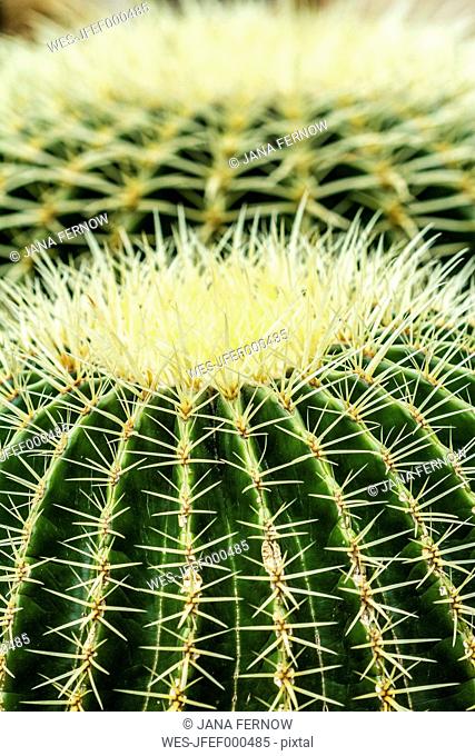Golden Barrel Cactus, Echinocactus grusonii, close-up