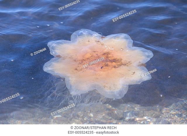 Yellow mane jellyfish (Cyanea capillata)