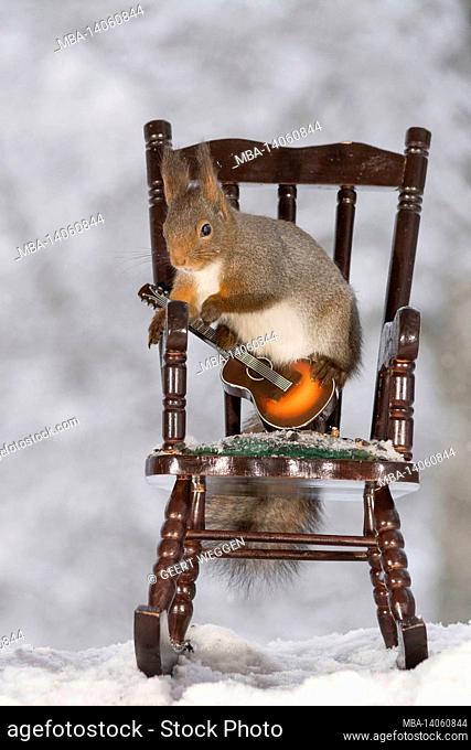 close up of red squirrel standing on a chair with a guitar