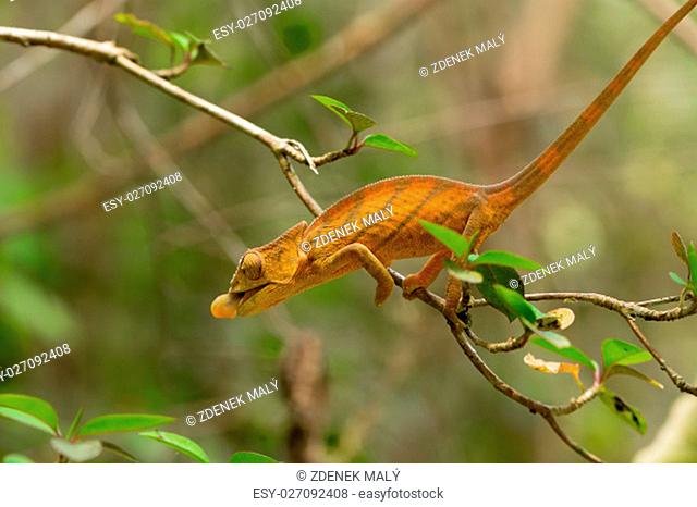Parson's chameleon (Calumma parsonii) is a large species of chameleon on small branch attacking for insect prey. Amber mountain