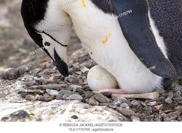 A chinstrap penguin Pygoscelis antarcticus tends its egg on a nest build of pebbles and bones at Aitcho Islands, Barrientos, Antarctic Peninsula