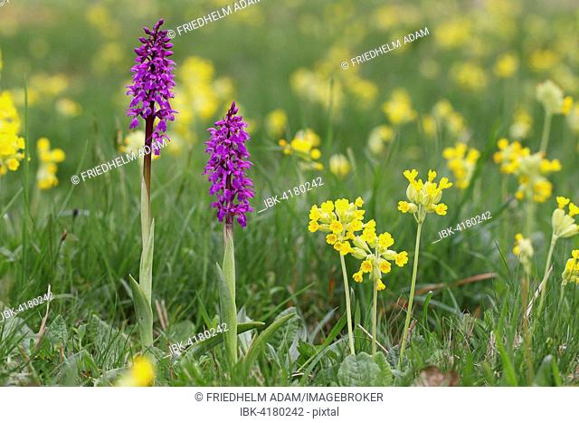 Early-purple Orchid (Orchis mascula) flowering, amidst Common Cowslip (Primula veris), Hesse, Germany