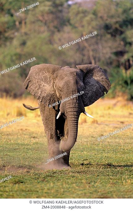 BOTSWANA, OKAVANGO DELTA, MOMBO ISLAND, ELEPHANT GRAZING