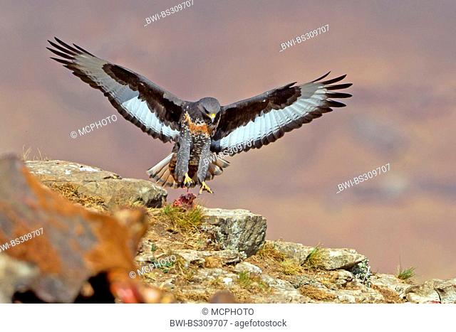 Jackal buzzard, Augur buzzard (Buteo rufofuscus), landing on a rock, South Africa, Kwazulu-Natal, Giants Castle