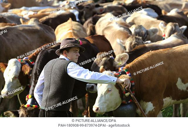 08 September 2018, Germany, Pfronten: Shepherds drive their flocks down into the valley in the Vilstal valley. The ""Almabtrieb"" cattle drive has begun in the...