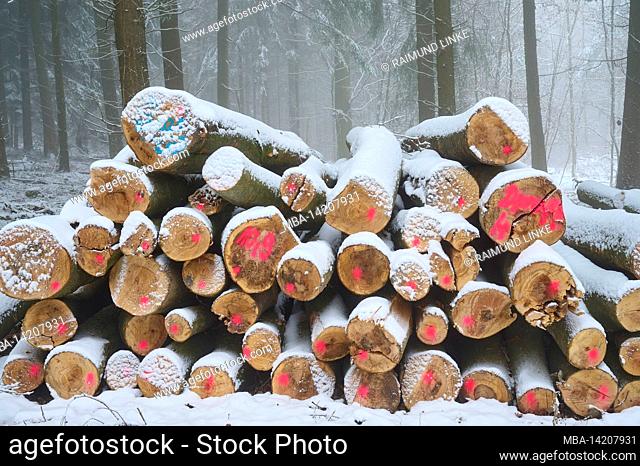 Tree trunk, long wood, snow, morning, winter, Mönchberg, Spessart, Bavaria, Germany