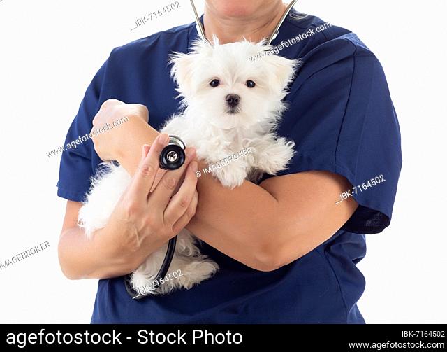 Female veterinarian with stethoscope holding young maltese puppy isolated on white